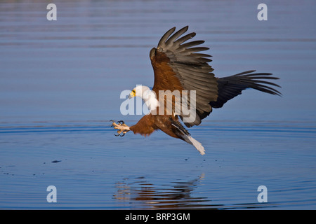 Afrikanische Fischadler erreichen um einen Fisch fangen Krallen in den Startlöchern Stockfoto