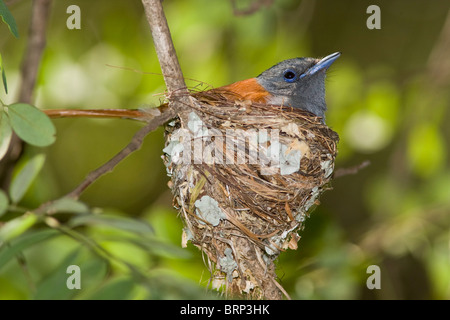 Afrikanischen Paradies-Fliegenfänger auf ein Nest sitzen Stockfoto