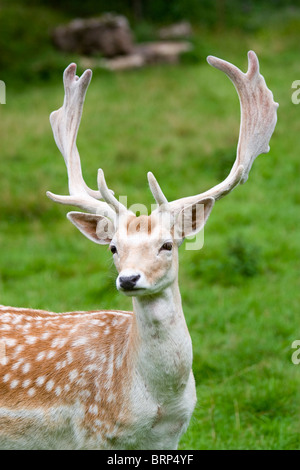 Damwild in der Wildnis, Schwarzwald, Deutschland Stockfoto