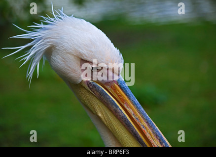 Pelikan Kopf geschossen Stockfoto