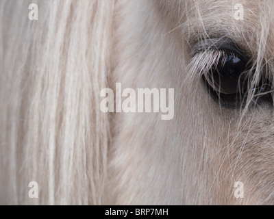 Auge des Pferdes Stockfoto