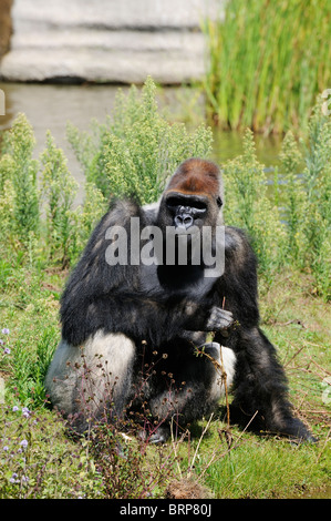 Stock Foto von einem Gorilla im Zoo von La Palmyre in Frankreich. Stockfoto