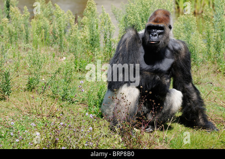 Stock Foto von einem Gorilla im Zoo von La Palmyre in Frankreich. Stockfoto