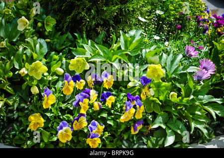 Blumengarten Stockfoto