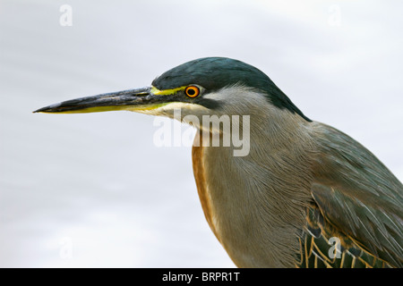 Gekerbten Heron (Butorides Striata) Mangrove Reiher, kleiner Reiher, grün-backed Heron Stockfoto