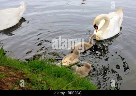 Familie von Schwänen mit ihren jungen Signets an einem Fluss in England Stockfoto