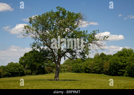 Gemeine Esche (Fraxinus Excelsior) Stockfoto