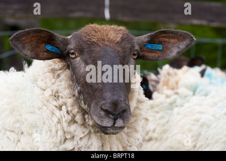 EWE Teg (1 Jahr alt Schafe) Suffolk Mule Mischling. Stockfoto