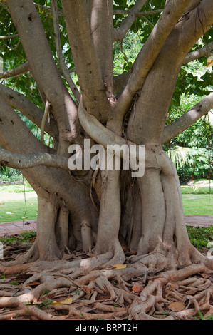 Ficus benghalensis. Indische Banyan Tree Trunk und Wurzeln. Indien Stockfoto