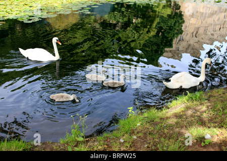 Familie von Schwänen mit ihren jungen Signets an einem Fluss in England Stockfoto