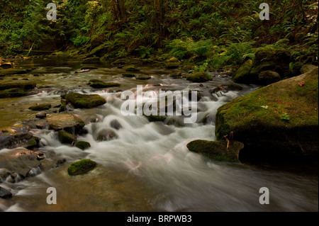 Whatcom Creek im Whatcom Falls Park, Bellingham, Washington. Dieses schöne kleine Bach fließt durch den Park zum Puget Sound. Stockfoto