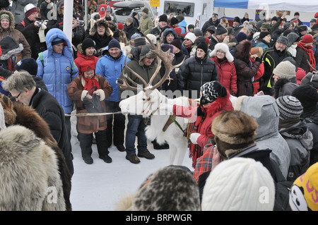 weißen Rentiere auf einem Festival in Jokkmokk Stockfoto