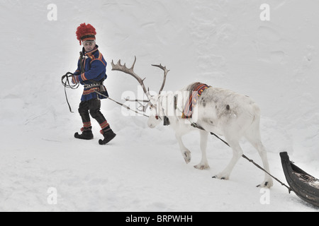 weißen Rentiere auf einem Festival in Jokkmokk Stockfoto