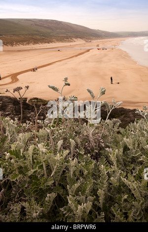 Großbritannien, England, Devon, Woolacombe, Strand wilde Blumen wachsen auf Klippe Stockfoto