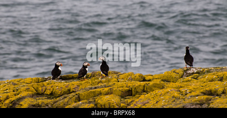 Eine Gruppe von Papageientauchern Inner Farne, Northumberland Tageszeit weitergeben, obwohl man eindeutig mit den anderen ausgefallen ist! Stockfoto