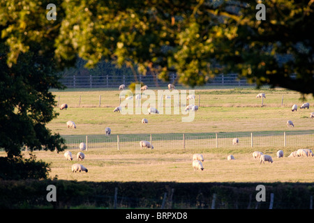 Schafe auf der Wiese, Kent, UK, Herbst Stockfoto
