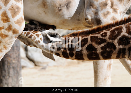 Stock Foto von Mutter und Baby Giraffe. Stockfoto