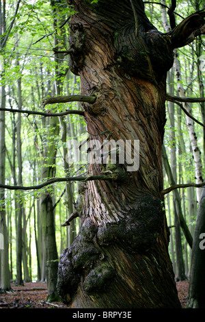 Alten verdreht Sweet Chestnut Baum, Castanea Sativa, Fagaceae. Ashridge Estate, Hertfordshire. Stockfoto