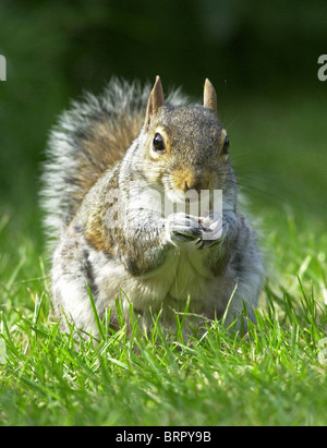 Eichhörnchen grau Eichhörnchen lateinischen Sciurus Carolinensis häufig gesehen in UK Landschaft und parks Stockfoto