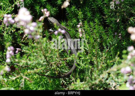 Eine juvenile lebendgebärend Eidechse oder gemeinen Eidechse (Zootoca Vivipara, vormals Lacerta Vivipara) Stockfoto