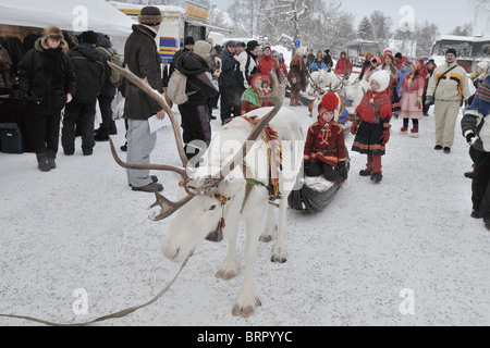 Weißen Rentiere und Lapp-Familie bei einem Festival in Jokkmokk Stockfoto