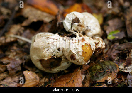 Junge Stinkmorchel Pilz, "Hexen Eggs", Phallus Impudicus, Phallaceae. Stockfoto