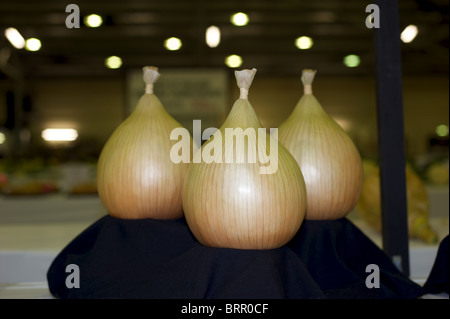 Riesigen Zwiebeln, wie Sie wachsen, Pflanzen und Kultur in Gewächshäuser und Folientunnel. Stockfoto