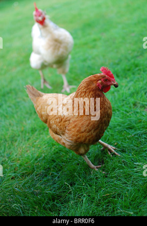 Neugierige Hühner Stockfoto