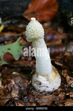 Pilz Stinkmorchel, Phallus Impudicus, Phallaceae. Stockfoto