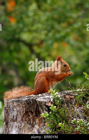 Eichhörnchen (Sciurus Vulgaris) - auf Baumstumpf Stockfoto