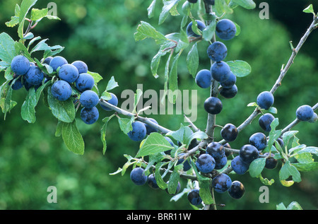 Prunus Spinosa, Schlehe, Schlehe Beeren Schlehen wachsen Blaue Beeren-Obst-Früchte Stockfoto