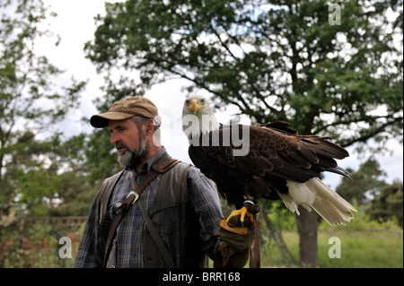 Männer tragen einen Weißkopfseeadler auf seinem Arm. Stockfoto