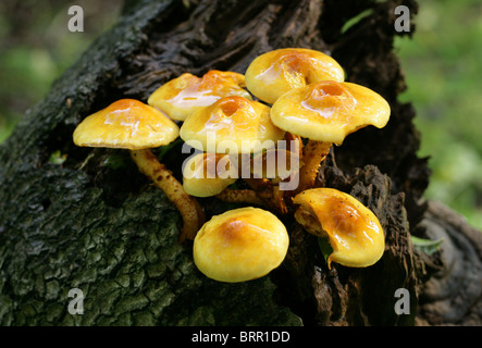 Goldene Scalycap, Pholiota Aurivella, Strophariaceae, nach starkem Regen. Stockfoto