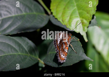 Orange Florfliege Schmetterling auf grünen Blättern mit geschlossenen Flügeln Stockfoto