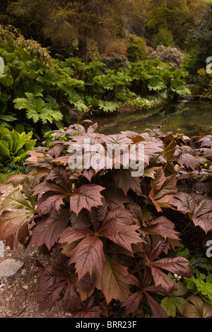 Großbritannien, England, Devon, Brixham, Coleton Fishacre Haus, Gärten Gunnera Manicata am Rand des Teichs Stockfoto