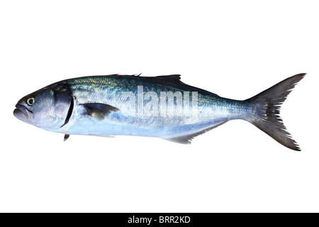 Bluefish Fischen Pomatomus Saltatrix Jack isoliert auf weiss Stockfoto