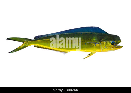 Auch bekannt als Dorado Delphin Fisch Mahi-Mahi, die Coryphaena Hippurusl auf weiß isoliert Stockfoto