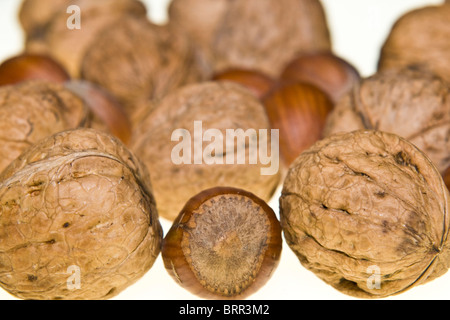 Close-up Studioaufnahme der Walnüsse und Haselnüsse Stockfoto