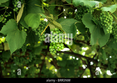 Die Trauben des grünen Trauben wachsen auf einer Weinrebe Stockfoto