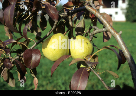 Nahaufnahme von zwei Birnen auf einen Birnbaum Stockfoto