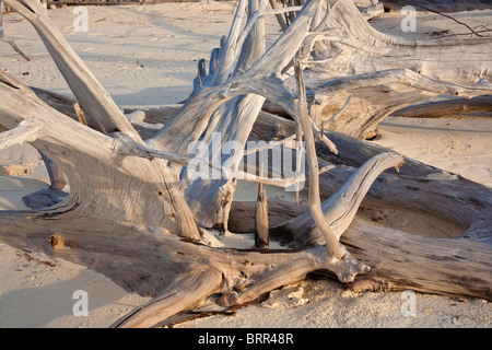 Treibholz am Strand Stockfoto