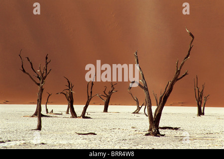 Die Trostlosigkeit der Deadvlei, in der Nähe von Sossusvlei, mit Toten Camelthorn Bäumen und Sanddüne im Hintergrund Stockfoto