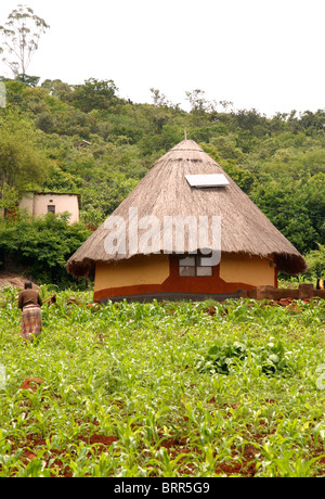 Eine traditionelle Venda Hütte mit einem Solar-Panel auf dem Strohdach und einem Mielie-Feld im Vordergrund Stockfoto