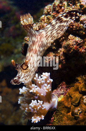 Nahaufnahme von Nacktschnecken Stockfoto