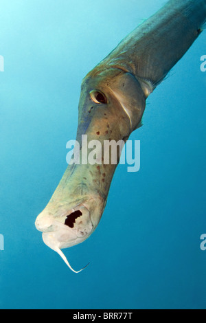 Nahaufnahme des Kopfes trumpetfish Stockfoto