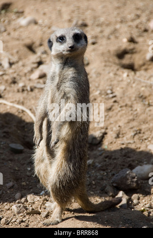 Ein Erdmännchen Suricata Wachposten, aufrecht auf der Suche hinter thront auf Baumstumpf Stockfoto