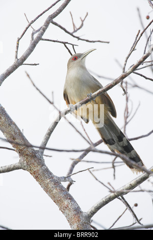 Große Eidechse-Kuckuck Saurothera Merlini thront im Baum im Zapata Swamp, Republik Kuba im April. Stockfoto