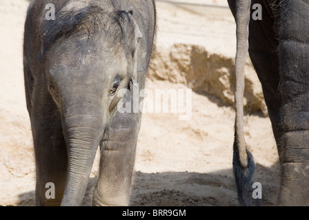 Asiatischer Elefant Elephas Maximus stehend hinter Mutter, Twycross Zoo, England hautnah Stockfoto