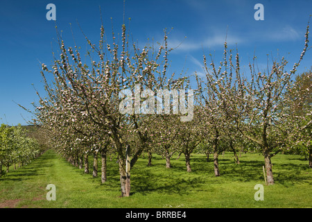 UK, Herefordshire, Putley Dorf, Dragon Orchard, Apfelwein Apfelbäume in voller Blüte im Mai Stockfoto