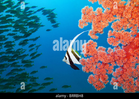 Bannerfish und Weichkorallen Stockfoto